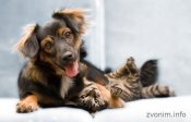Ветеринария у Вас на дому по вызову Ветеринария у Вас на дому по вызову